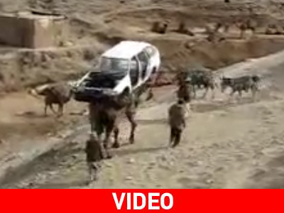 Καμήλα κουβαλάει… αυτοκίνητο!